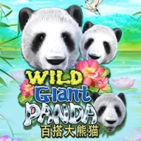 Wild Giant Panda